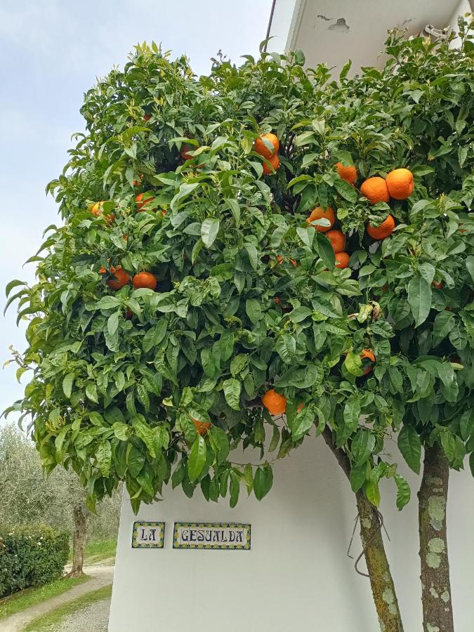 דירות קסטלנואובו מגרה Locazione Turistica La Gesualda מראה חיצוני תמונה